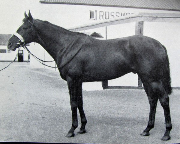 stallion Credo xx (Thoroughbred, 1960, from Crepello xx)