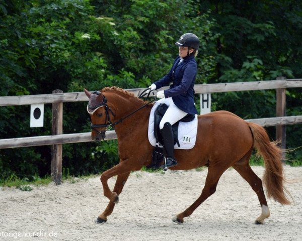 Dressurpferd Naldo 28 (Deutsches Reitpony, 2008, von Nacromancer inthe dark)