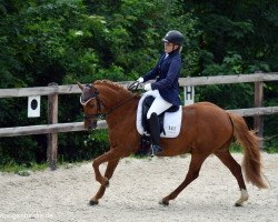 dressage horse Naldo 28 (German Riding Pony, 2008, from Nacromancer inthe dark)