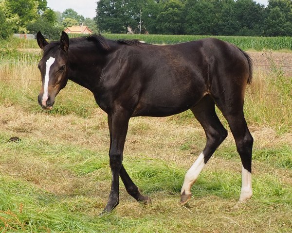horse Cafe's Paola (Oldenburg, 2021, from Cafe au lait 2)