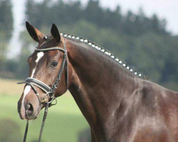 Dressurpferd Domenika (Hannoveraner, 2010, von Diamond Hit)