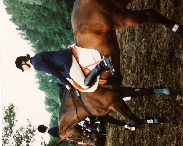 Springpferd Limmerick 3 (Trakehner, 1991, von Injektor xx)