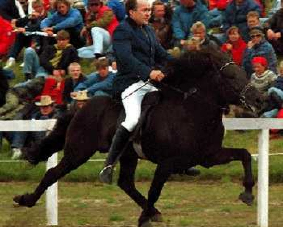 stallion Náttar frá Miðfelli 2 (Iceland Horse, 1985, from Náttfari frá Ytra-Dalsgerði)