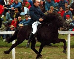 stallion Náttar frá Miðfelli 2 (Iceland Horse, 1985, from Náttfari frá Ytra-Dalsgerði)