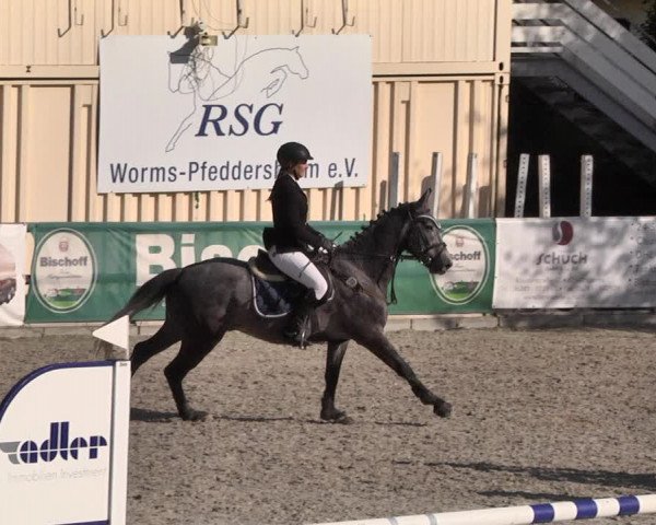 Reitturnier Worms-Pfeddersheim / Reitsportanlage Wittemer 2021