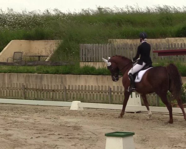 Reitturnier Schülp / Rendsburg 2021