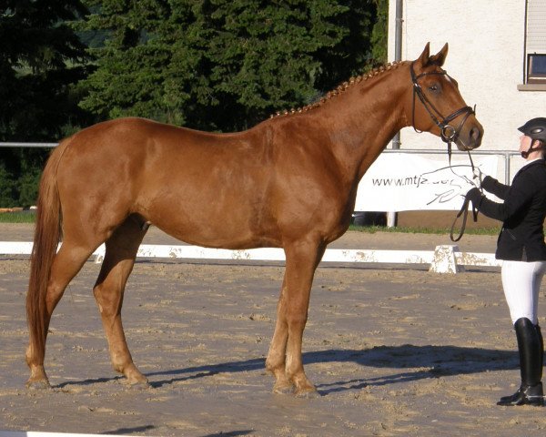 dressage horse Maxi King (Trakehner, 2009, from Adamello)