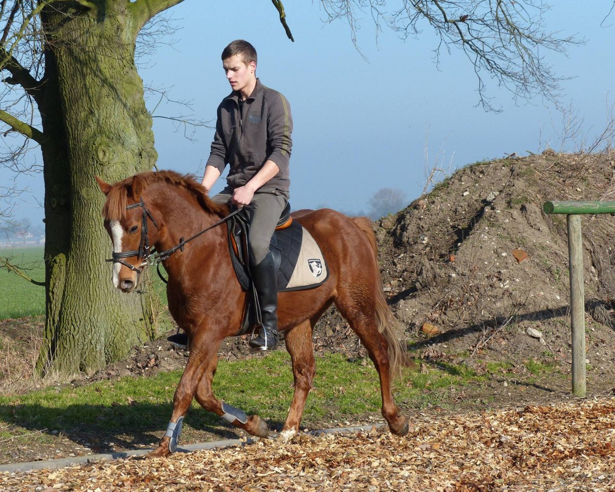 Pferd Ben Woogie (Deutsches Reitpony, 2008, von Boogie Woogie)