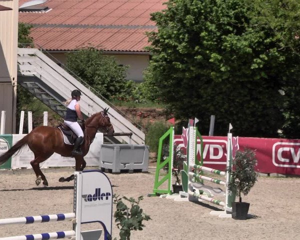 Reitturnier Worms-Pfeddersheim / Reitsportanlage Wittemer 2021