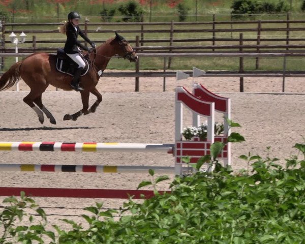 Reitturnier Worms-Pfeddersheim / Reitsportanlage Wittemer 2021