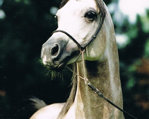 stallion Etor ox (Arabian purebred, 1989, from Tallin 1978 ox)