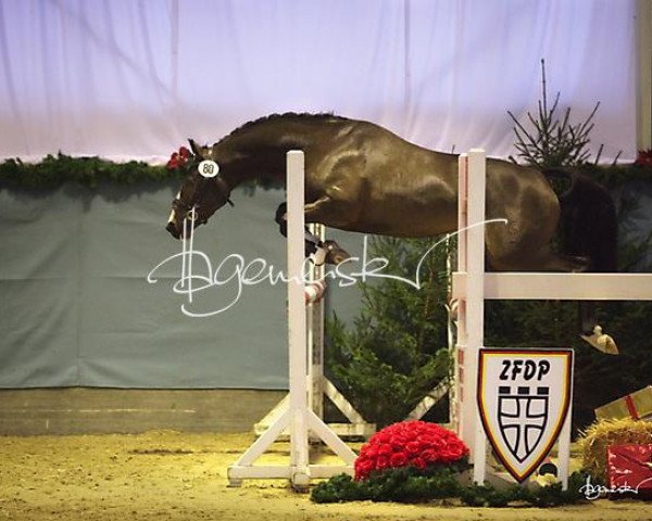 horse Check up (German Riding Pony, 2012, from FS Daddy Cool)