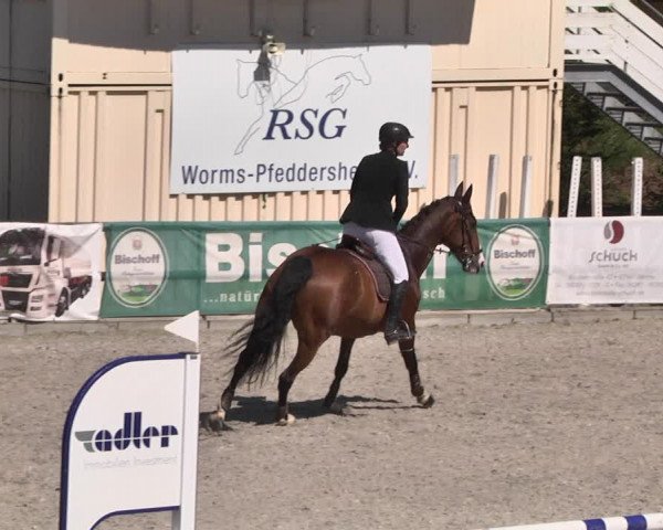 Reitturnier Worms-Pfeddersheim / Reitsportanlage Wittemer 2021