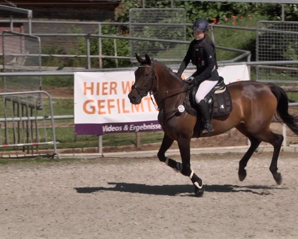 Reitturnier Worms-Pfeddersheim / Reitsportanlage Wittemer 2021