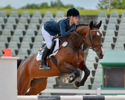 jumper Shadow 615 (Oldenburg show jumper, 2007, from Valentino Ddh)