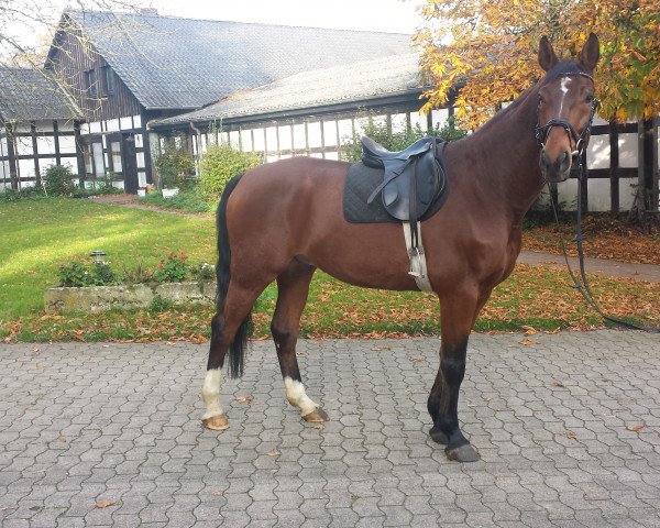 horse Patros (Hanoverian, 2006, from Pommery)