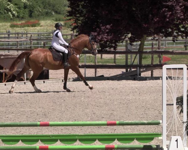 Reitturnier Worms-Pfeddersheim / Reitsportanlage Wittemer 2021