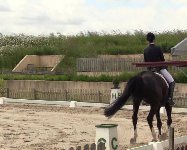 Reitturnier Schülp / Rendsburg 2021