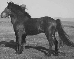 stallion Skuggi frá Bjarnanesi I (Iceland Horse, 1937, from Víkingur frá Árnanesi)