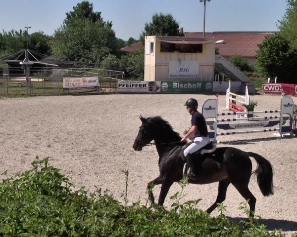 Reitturnier Worms-Pfeddersheim / Reitsportanlage Wittemer 2021