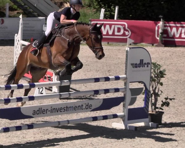 Reitturnier Worms-Pfeddersheim / Reitsportanlage Wittemer 2021