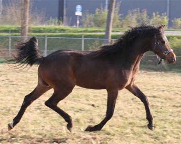 Pferd Sandokan's Giovanni (Nederlands Welsh Ridepony, 2008, von Orchard Red Prince)