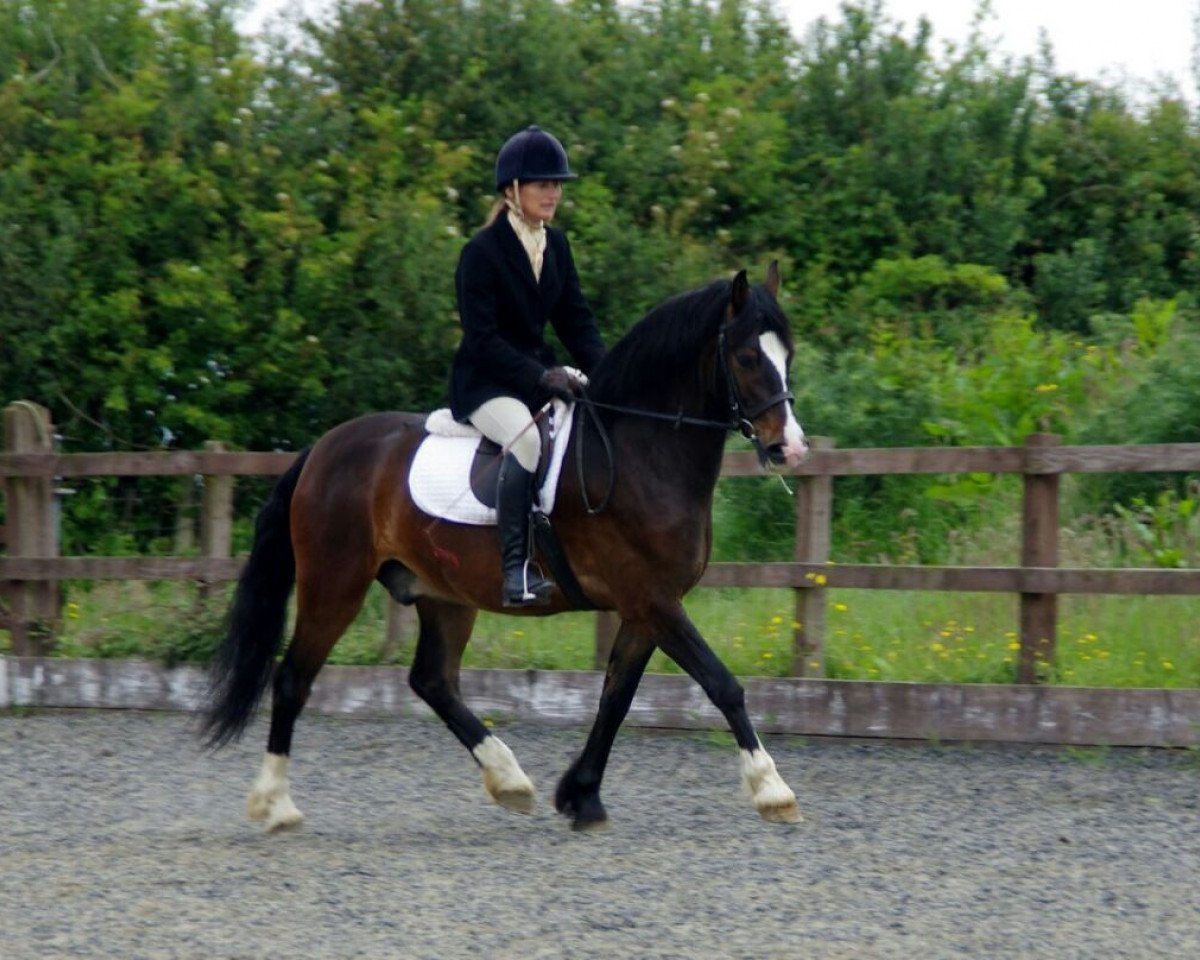 Dressurpferd Penddolfawr Llewelyn 88990 (GBR) (Welsh-Cob (Sek. D), 2010, von Penddolfawr Cardi)