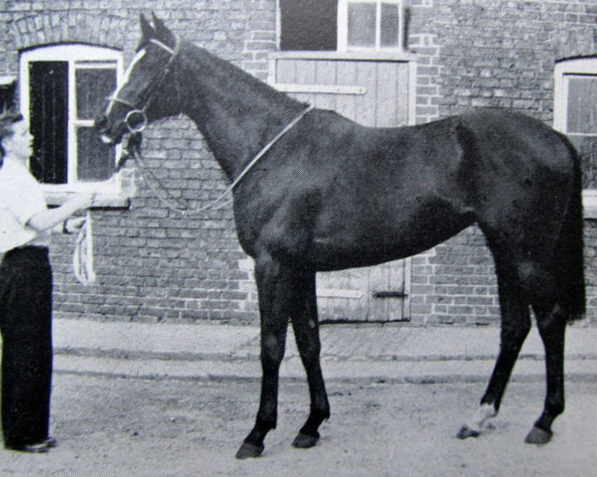 broodmare Game Hide xx (Thoroughbred, 1954, from Big Game xx)