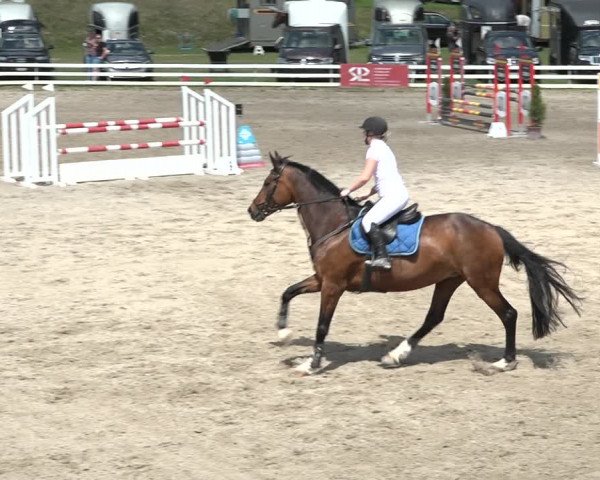 Reitturnier Aesch bei Neftenbach 2021