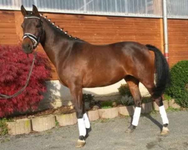 broodmare Cher (Westphalian, 2008, from Chantre Beau)
