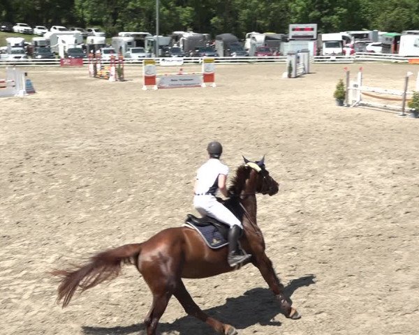 Reitturnier Aesch bei Neftenbach 2021