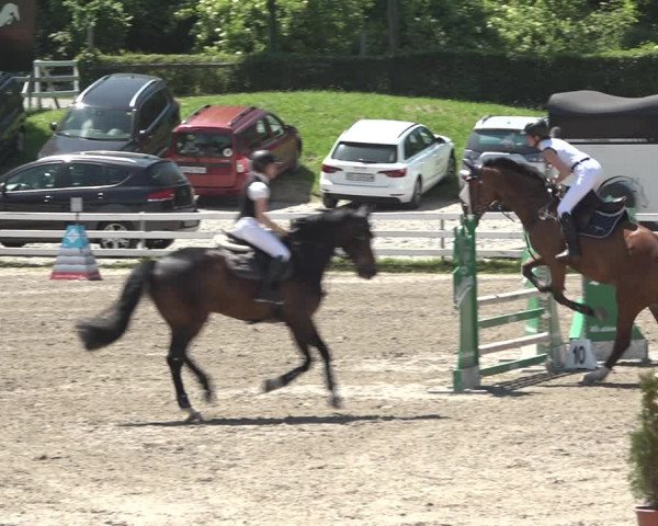 Reitturnier Aesch bei Neftenbach 2021
