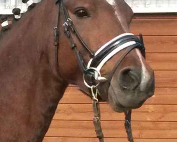broodmare Dina (German Riding Pony, 2010, from Dance Star AT NRW)