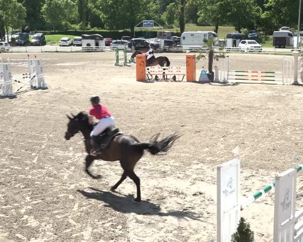 Reitturnier Aesch bei Neftenbach 2021