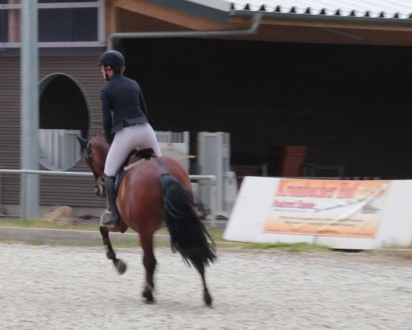 Reitturnier Elmlohe 2021