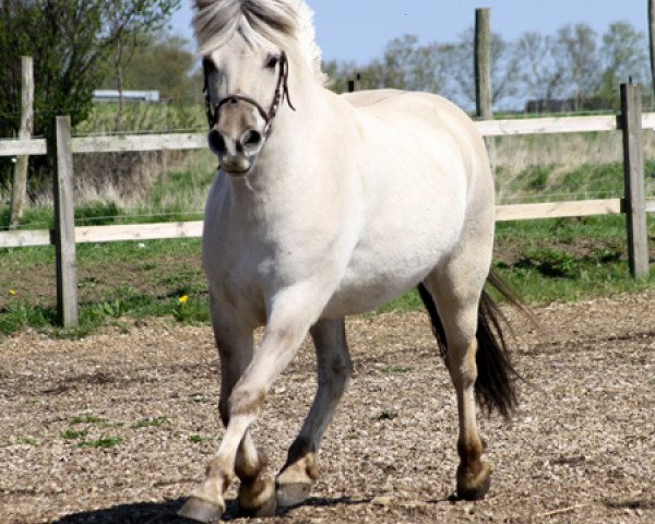 broodmare Tulstruplunds Ilse (Fjord Horse, 2009, from Trollfin)