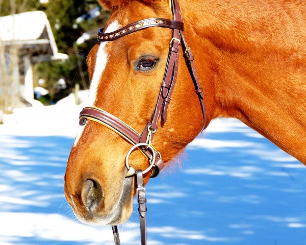 Dressurpferd Alabardos Picasso (Ungarisches Warmblut, 1999, von Alabardos) Dressurpferd Alabardos Picasso (Ungarisches Warmblut, 1999, von Alabardos)