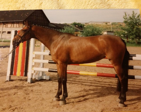 horse Cascade (Brandenburg, 1991, from Frühlingsbote)