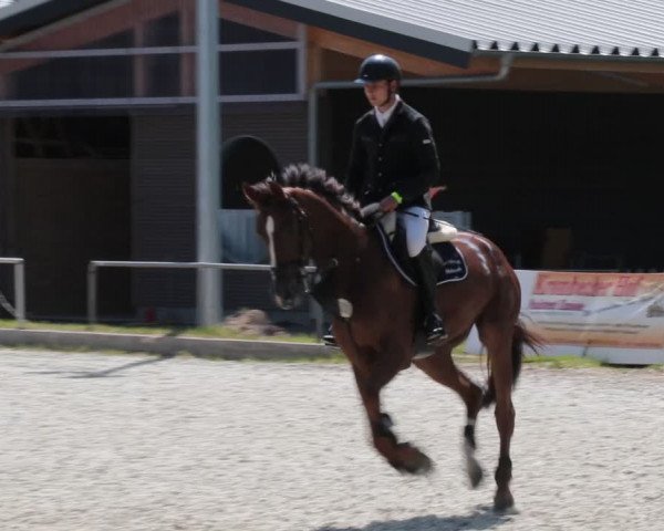 Reitturnier Elmlohe 2021