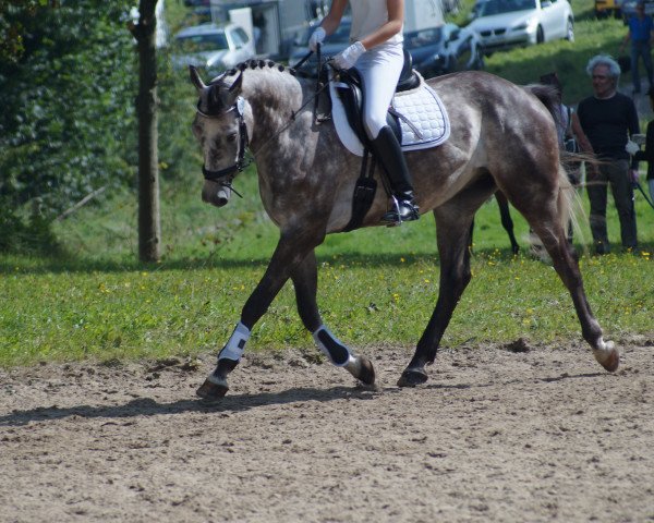 horse Baron (German Warmblood, 2008)