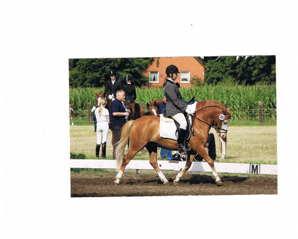 Pferd Tabaluga 191 (Deutsches Reitpony, 2001)