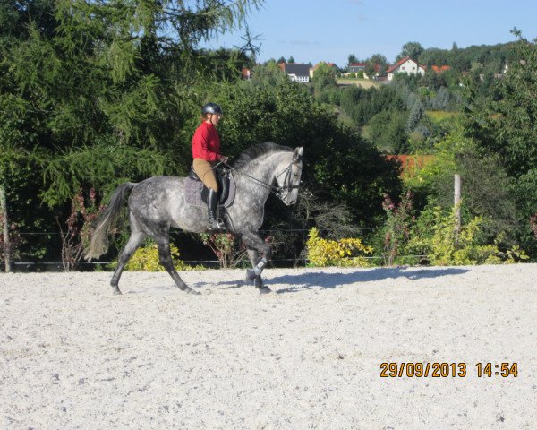 Pferd Lenox (Deutsches Sportpferd, 2005, von Leumund) Pferd Lenox (Deutsches Sportpferd, 2005, von Leumund)
