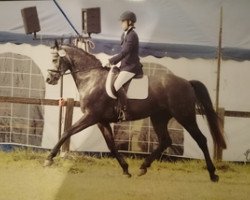 broodmare Corry Lee (Hanoverian, 2010, from Corlensky G)