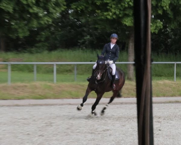 Reitturnier Elmlohe 2021