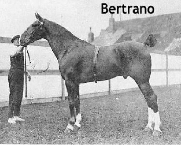 stallion Bertrano (Hackney (horse/pony), 1917, from King's Proctor) stallion Bertrano (Hackney (horse/pony), 1917, from King's Proctor)