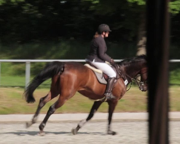 Reitturnier Elmlohe 2021