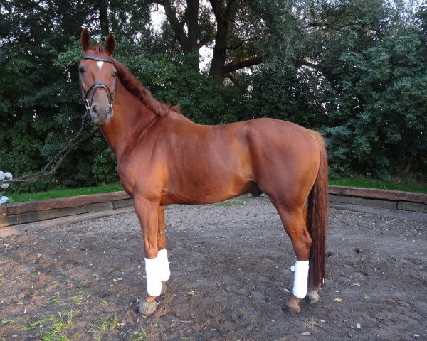 dressage horse Leuro (Hanoverian, 2007, from Londonderry) dressage horse Leuro (Hanoverian, 2007, from Londonderry)