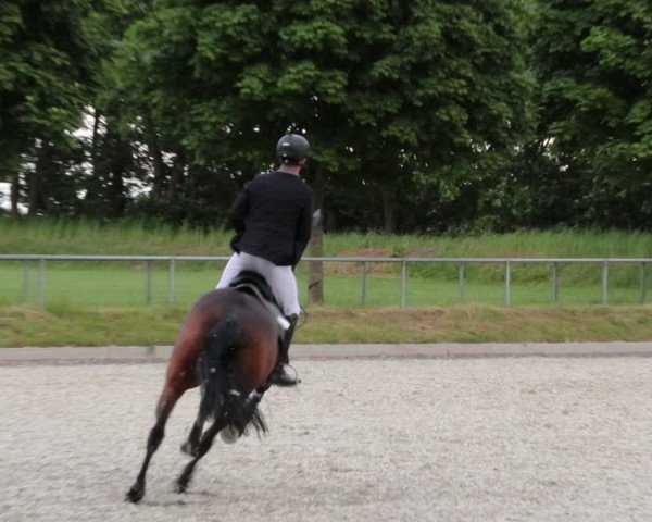 Reitturnier Elmlohe 2021