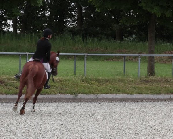 Reitturnier Elmlohe 2021