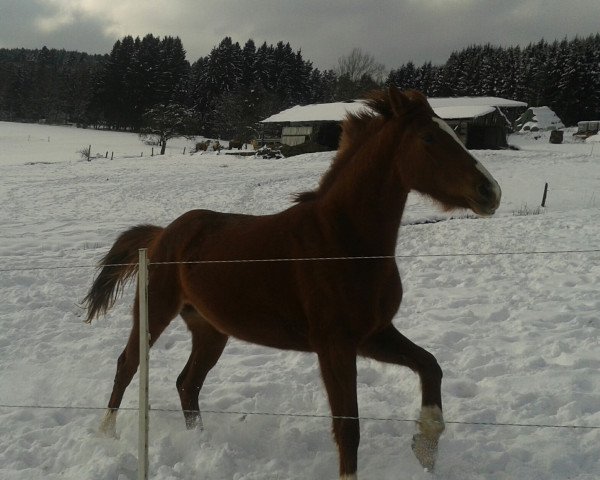 broodmare Hanna (Hanoverian, 2011, from High Crusador)